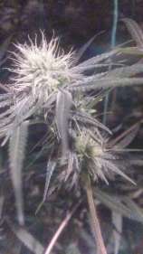 Stone Free Seeds SFV Burn`t Rubber