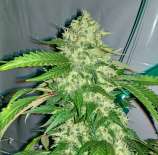 Stone Free Seeds Ultra Lemon Haze