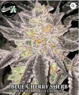 Strait A Genetics Blue Cherry Sherb