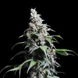 Super Sativa Seed Club Pineapple Poison