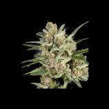 Super Sativa Seed Club Super Mad Sky Floater