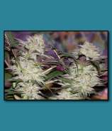 Swami Organic Seed Cascadian Frost