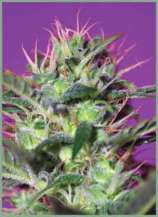 Sweet Seeds Botafumeiros