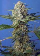 Sweet Seeds Crystal Candy F1 Fast Version