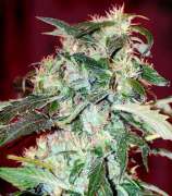 Sweet Seeds Jack 47