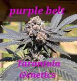 Tarantula Genetics Purple Belt