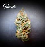 Tastebudz Seeds Gelonade