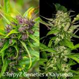 TerpyZ X KalySeeds Crusader Kush - Sir Lanceolate