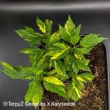 TerpyZ X KalySeeds V9 Tiger (Violetta SWAG variegata)