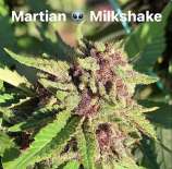 The Bakery Genetics Martian Milkshake V2