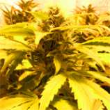 TreeTown Seeds Paka LoLo