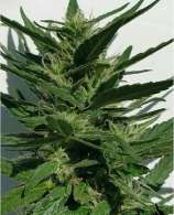 Treeology Genetics F.I.G.