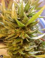 Treeology Genetics TC91