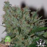 Trichome Jungle Seeds Mantis