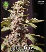 Trichome Jungle Seeds Soul Fuel