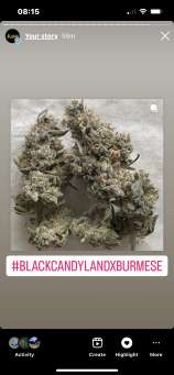 Trichome Kings BlackCandyLand x Burmese