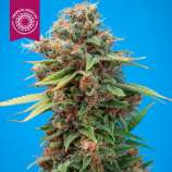 Tropical Seeds Company Smooth Smoke V2