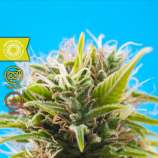 Tropical Seeds Company Swacky