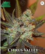 True Canna Genetics Citrus Valley