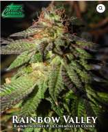 True Canna Genetics Rainbow Valley