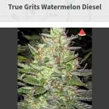 True Grit Genetics Watermelon Diesel