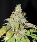 Ultra Genetics Ultra Grapefruit