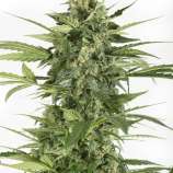 United Cannabis Seeds Blue Cheese