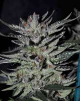 United Cannabis Seeds Blue Moonrocks