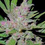 United Cannabis Seeds Blueberry Autoflower