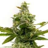 United Cannabis Seeds CBD Super Lemon Haze