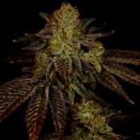 United Cannabis Seeds Chocolope