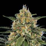 United Cannabis Seeds Gusher
