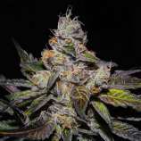 United Cannabis Seeds Peanut Butter Breath