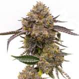 United Cannabis Seeds Purple Haze