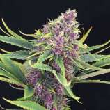 United Cannabis Seeds Purple Kush