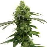 United Cannabis Seeds Super Lemon Haze