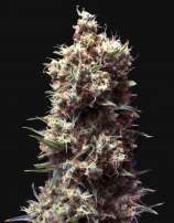 United Cannabis Seeds Tropicana Cookies Purple