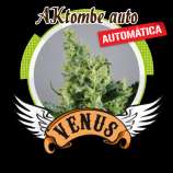 Venus Genetics AKtombe auto