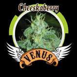 Venus Genetics Cheeskaberry