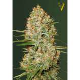 Victory Seeds Auto Amnesium