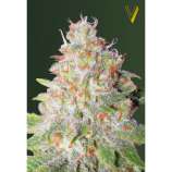 Victory Seeds Auto Green Wild Shark