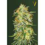 Victory Seeds Auto Original Limonade Skunk