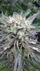 Virgin Seeds Purple Fire