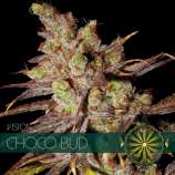 Vision Seeds Choco Bud