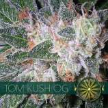 Vision Seeds Tom Kush OG