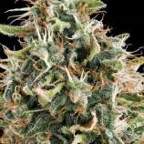 Vision Seeds White Widow