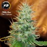 White Buffalo Seed Collective JoTaKe Haze