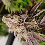 Wicked Sowa Seeds Cherry Skittles