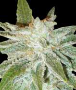 World of Seeds Bank Domina Star