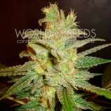 World of Seeds Bank Northern Light x Big Bud Early Harvest